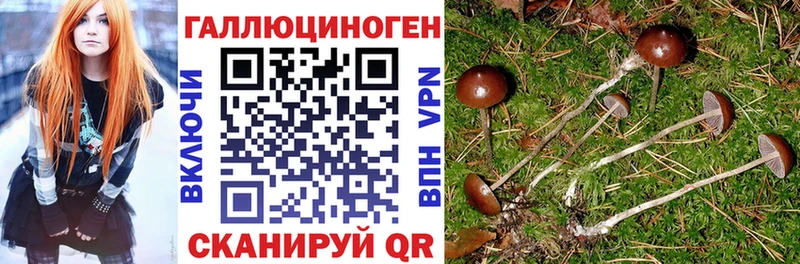 Псилоцибиновые грибы Psilocybe Кизляр